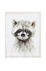 Taulu Raccon