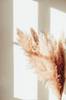 Juliste Pampas