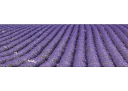 Keittiön välitila Lavender field 260x60 cm