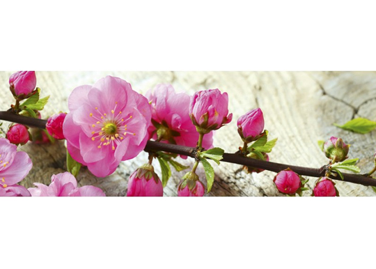 Keittiön välitila Sakura 350x60 cm