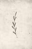 Juliste Autumn leaf