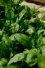 Juliste Green leaf