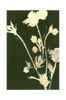 Juliste Pure Nature 6