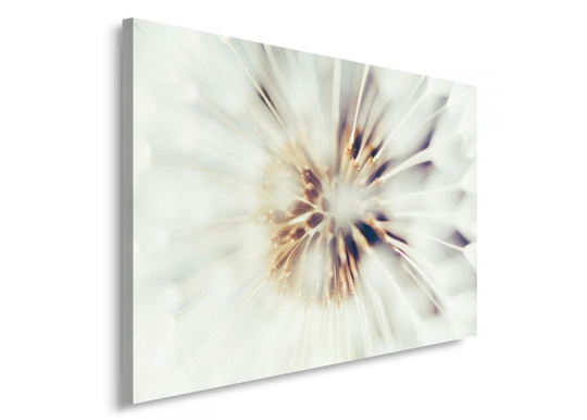 Taulu Dandelion 40x50 cm