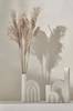Miscanthus Liila