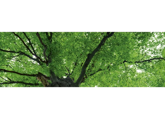 Keittiön välitila Treetop 260x60 cm
