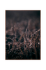 Taulu Spec. Mellow grasses 5