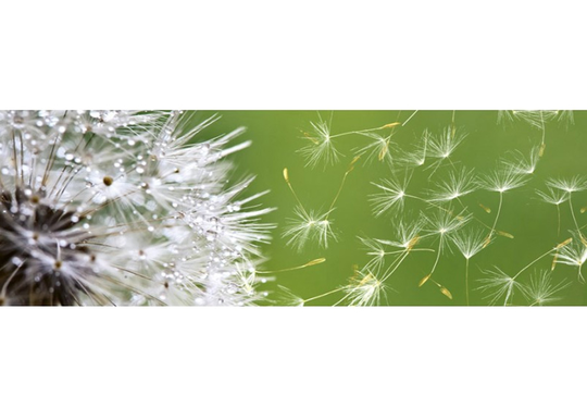Keittiön välitila Dandelion 260x60 cm